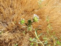 white-tip clover (<em>Trifolium variegatum</em>)