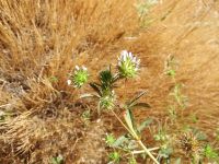 white-tip clover (<em>Trifolium variegatum</em>)