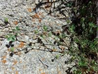 smallhead or maiden clover (<em>Trifolium microcephalum</em>)
