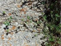 smallhead or maiden clover (<em>Trifolium microcephalum</em>)