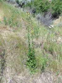 moth mullein (<em>Verbascum blattaria</em>)