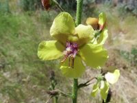 moth mullein (<em>Verbascum blattaria</em>)