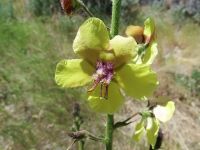moth mullein (<em>Verbascum blattaria</em>)