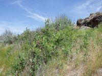 interior or Wood's rose (<em>Rosa woodsii ssp. ultramontana</em>)