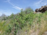 interior or Wood's rose (<em>Rosa woodsii ssp. ultramontana</em>)