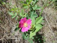 interior or Wood's rose (<em>Rosa woodsii ssp. ultramontana</em>)