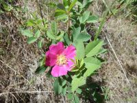 interior or Wood's rose (<em>Rosa woodsii ssp. ultramontana</em>)