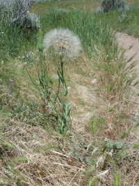 yellow salsify or goat's-beard (<em>Tragopogon dubius</em>)
