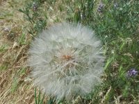 yellow salsify or goat's-beard (<em>Tragopogon dubius</em>)