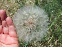 yellow salsify or goat's-beard (<em>Tragopogon dubius</em>)