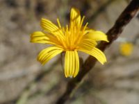 rush skeletonweed (<em>Chondrilla juncea</em>)