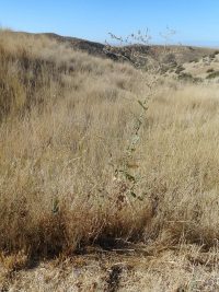 prickly lettuce (<em>Lactuca serriola</em>)