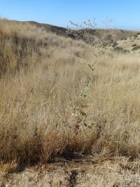 prickly lettuce (<em>Lactuca serriola</em>)