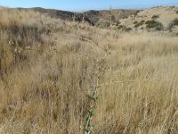 prickly lettuce (<em>Lactuca serriola</em>)