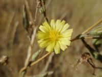 prickly lettuce (<em>Lactuca serriola</em>)