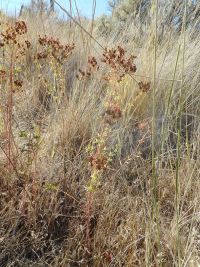 St. Johnswort, klamathweed (<em>Hypericum perforatum</em>)