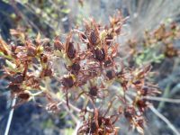 St. Johnswort, klamathweed (<em>Hypericum perforatum</em>)