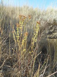 St. Johnswort, klamathweed (<em>Hypericum perforatum</em>)