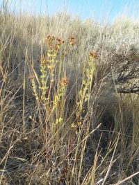 St. Johnswort, klamathweed (<em>Hypericum perforatum</em>)