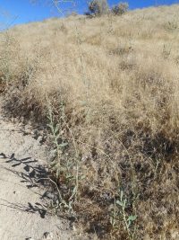 prickly lettuce (<em>Lactuca serriola</em>)