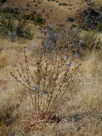 chicory (<em>Cichorium intybus</em>)