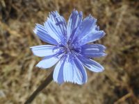 chicory (<em>Cichorium intybus</em>)