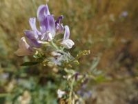 alfalfa, lucerne (<em>Medicago sativa</em>)