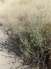 alfalfa, lucerne (<em>Medicago sativa</em>)