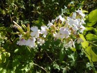 soapwort, bouncing bet (<em>Saponaria officinalis</em>)