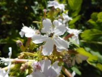 soapwort, bouncing bet (<em>Saponaria officinalis</em>)