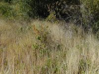 western poison-ivy (<em>Toxicodendron rydbergii</em>)