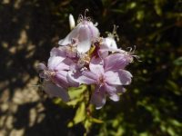 soapwort, bouncing bet (<em>Saponaria officinalis</em>)
