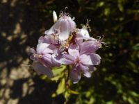 soapwort, bouncing bet (<em>Saponaria officinalis</em>)