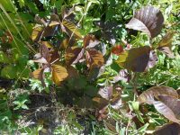 western poison-ivy (<em>Toxicodendron rydbergii</em>)
