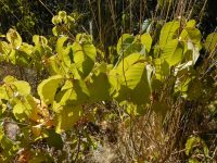 western poison-ivy (<em>Toxicodendron rydbergii</em>)