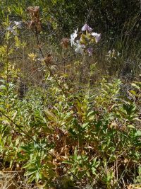 soapwort, bouncing bet (<em>Saponaria officinalis</em>)