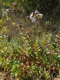 soapwort, bouncing bet (<em>Saponaria officinalis</em>)