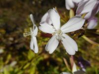 soapwort, bouncing bet (<em>Saponaria officinalis</em>)