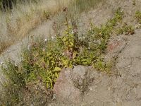 soapwort, bouncing bet (<em>Saponaria officinalis</em>)