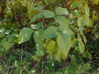 western poison-ivy (<em>Toxicodendron rydbergii</em>)
