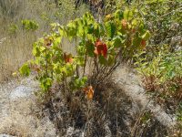 western poison-ivy (<em>Toxicodendron rydbergii</em>)