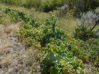 western poison-ivy (<em>Toxicodendron rydbergii</em>)