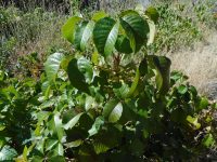 western poison-ivy (<em>Toxicodendron rydbergii</em>)