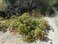 western poison-ivy (<em>Toxicodendron rydbergii</em>)