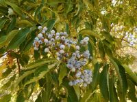 blue elderberry (<em>Sambucus cerulea</em>)