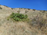 western poison-ivy (<em>Toxicodendron rydbergii</em>)