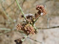 rush skeletonweed (<em>Chondrilla juncea</em>)