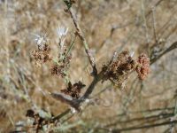 rush skeletonweed (<em>Chondrilla juncea</em>)