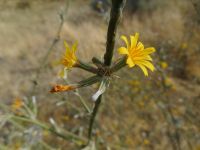 rush skeletonweed (<em>Chondrilla juncea</em>)