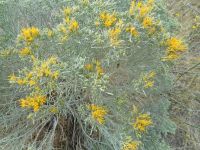 rubber rabbitbrush (<em>Ericameria nauseosa var. hololeuca</em>)